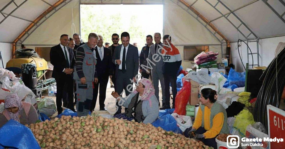 "Dinar’da cevizde bereketli sezon: Hasat coşkusu başladı" başlıklı haber için fotorealistik, profesy
