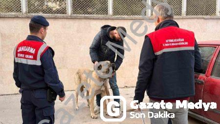 Afyonkarahisar’da Köpek Dövüşüne Dronlu Baskın: 12 Gözaltı