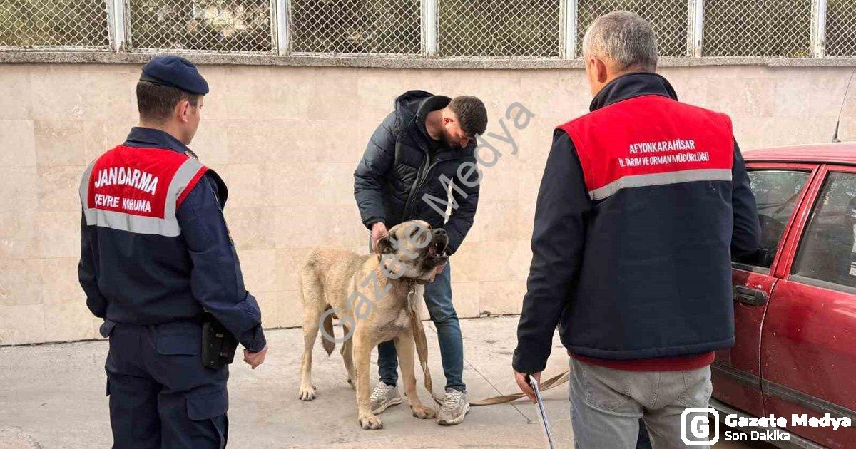 "Afyonkarahisar'da Köpek Dövüşüne Dronlu Baskın: 12 Gözaltı" başlıklı haber için fotorealistik, prof