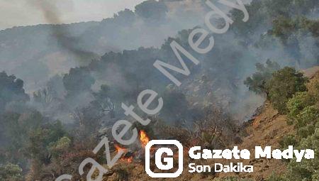 Aydın Bozdoğan’da Korkutan Orman Yangını: Ekipler Seferber Oldu