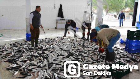 Muğla’dan 618 Milyon Dolarlık Balık İhracatı Başarısı