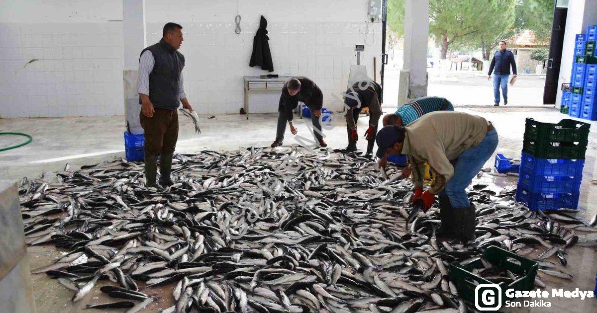 "Muğla'dan 618 Milyon Dolarlık Balık İhracatı Başarısı" başlıklı haber için fotorealistik, profesyon