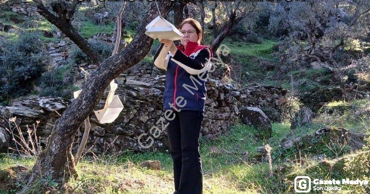 "Söke'de Üreticiye Kritik Uyarı: Zararlı Popülasyonu Alarm Veriyor" başlıklı haber için fotorealisti