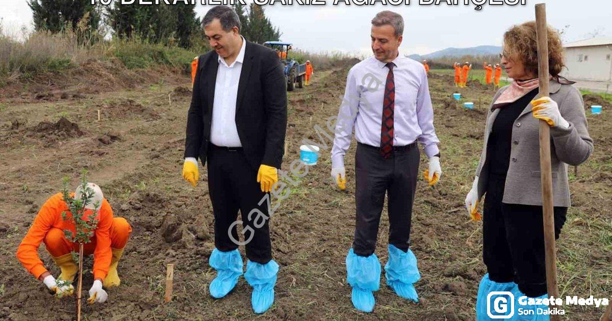 "Dalaman'da Mahkumlar Üretime Katılıyor: 10 Dekarlık Sakız Ağacı Bahçesi" başlıklı haber için fotore