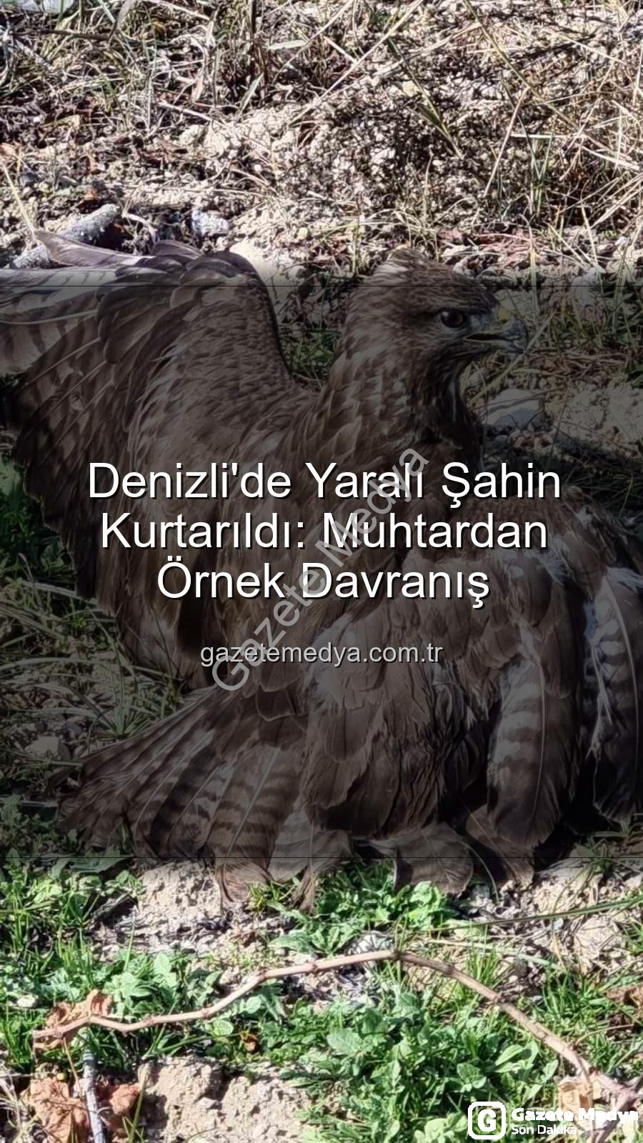 Denizli'de yaralı şahin - Denizli'de Yaralı Şahin Kurtarıldı: Muhtardan Örnek Davranış