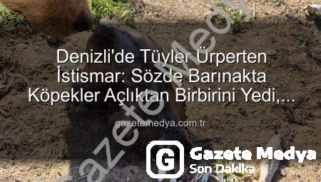 Denizli’de Tüyler Ürperten İstismar: Sözde Barınakta Köpekler Açlıktan Birbirini Yedi, Yurt Dışından Toplanan Bağışlar Nereye Gitti?
