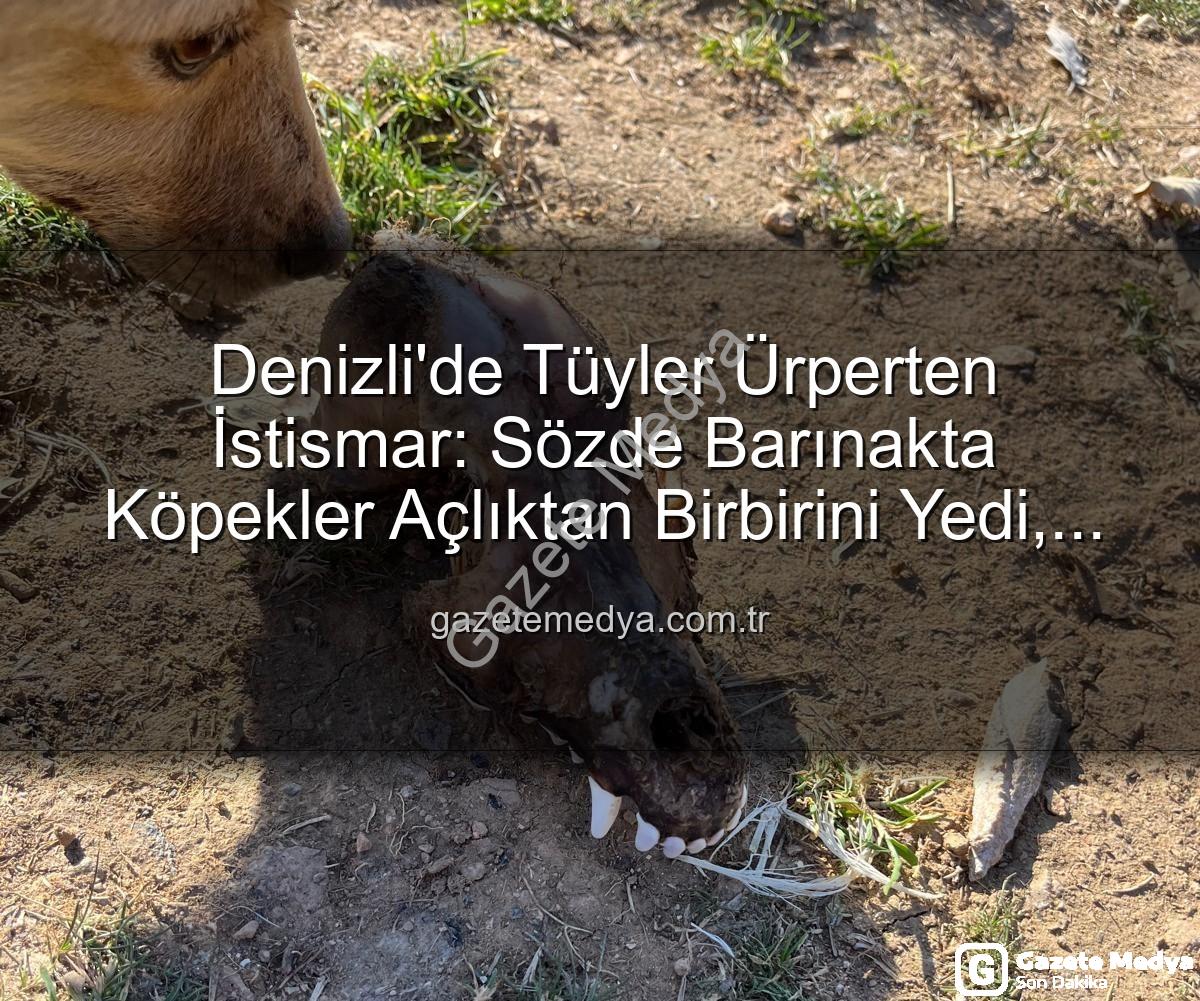 hayvan istismarı - Denizli'de Tüyler Ürperten İstismar: Sözde Barınakta Köpekler Açlıktan Birbirini Yedi, Yurt Dışından Toplanan Bağışlar Nereye Gitti?