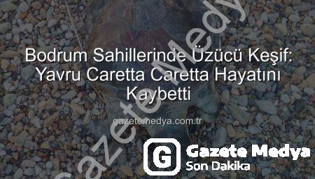 Bodrum Sahillerinde Üzücü Keşif: Yavru Caretta Caretta Hayatını Kaybetti