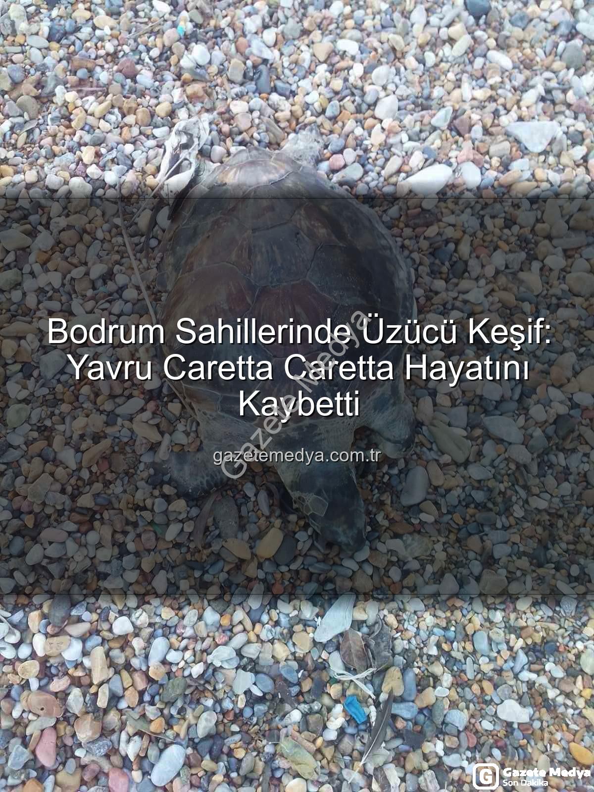 yavru caretta caretta - Bodrum Sahillerinde Üzücü Keşif: Yavru Caretta Caretta Hayatını Kaybetti
