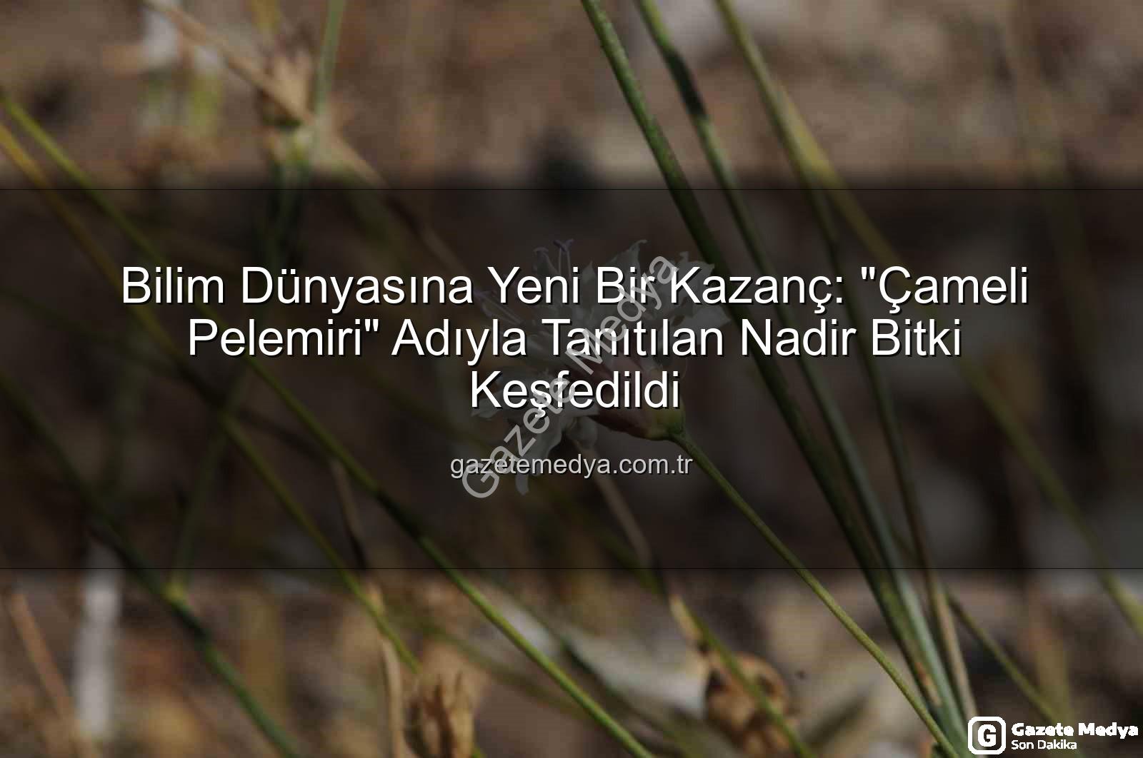 Çameli pelemiri - Bilim Dünyasına Yeni Bir Kazanç: "Çameli Pelemiri" Adıyla Tanıtılan Nadir Bitki Keşfedildi